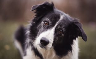 entrenando perros para detectar COVID-19