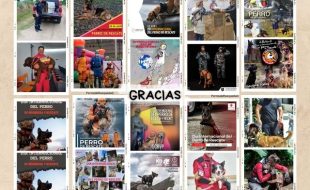 Día Internacional del Perro de Rescate